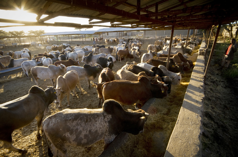 Ethiopia targets $7 billion revenue from animal products in the next decade